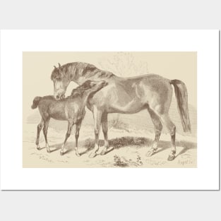 A Foal with Mare - Horses Vintage Illustration Posters and Art